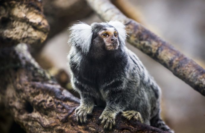 Ancient teeth from Peru hint now-extinct monkeys crossed Atlantic from Africa