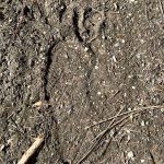 Bigfoot? Footprint near Lumby examined