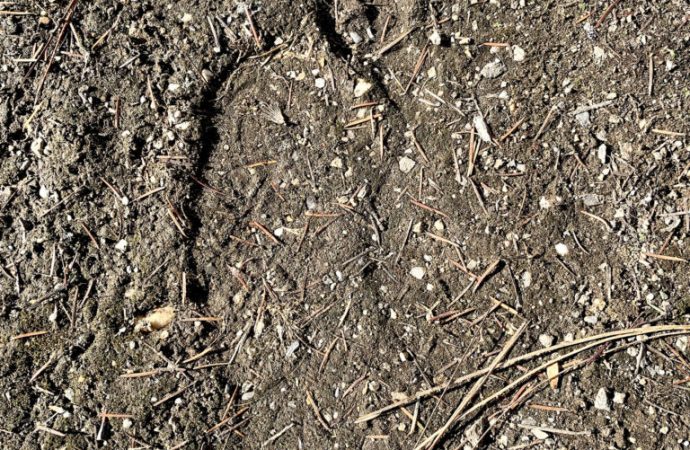 Bigfoot? Footprint near Lumby examined