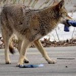 Coronavirus: Canadians report increased wildlife sightings amid COVID-19 pandemic