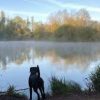 Did this dog just get spooked by a ghost on the water?