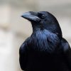 How birds evolved big brains