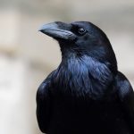 How birds evolved big brains