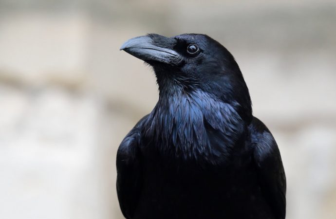 How birds evolved big brains