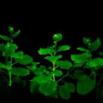 Scientists create glowing plants using mushroom genes