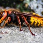 ‘Murder hornet’: Asian invader is death on wings for bees in Canada, U.S.