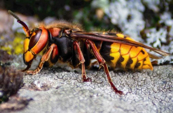 ‘Murder hornet’: Asian invader is death on wings for bees in Canada, U.S.