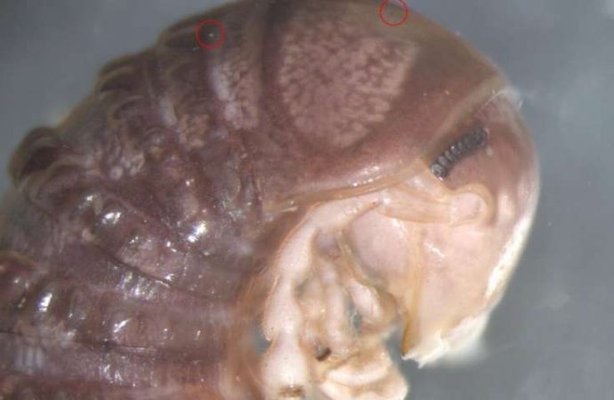Bizarre new species discovered… on Twitter