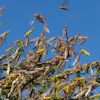 Gigantic new locust swarms hit East Africa