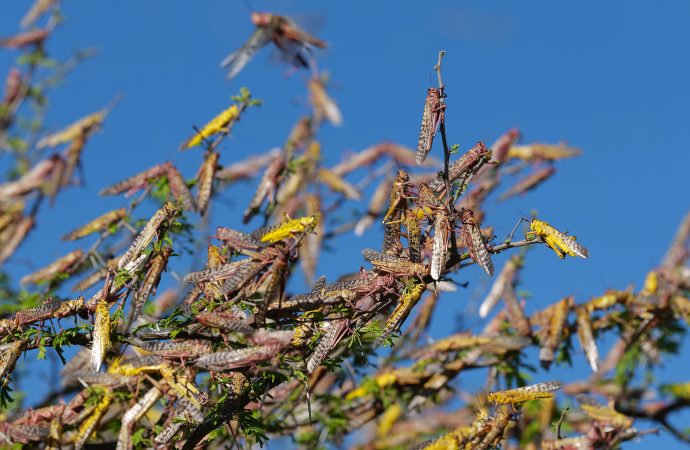Gigantic new locust swarms hit East Africa