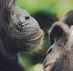 Human speech has ‘ancient roots within primate communication’