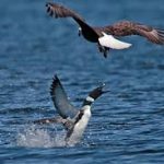 Dollar fight? Loon killed bald eagle with ‘shot through the heart’