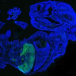 New human-mouse chimera is the most human yet
