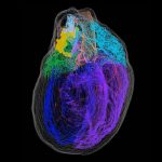 A new 3-D map illuminates the ‘little brain’ within the heart