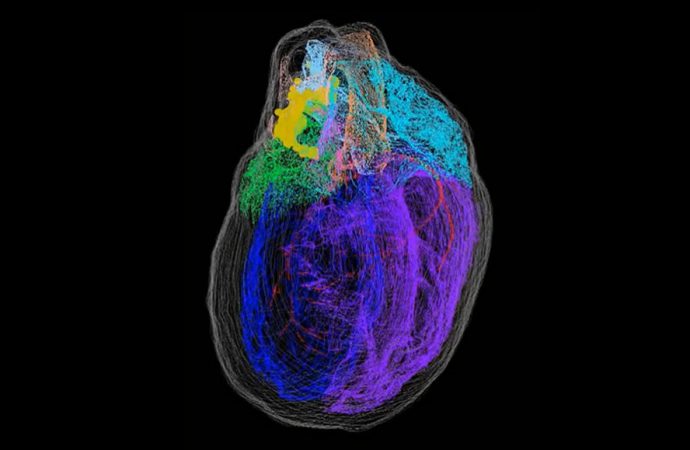 A new 3-D map illuminates the ‘little brain’ within the heart