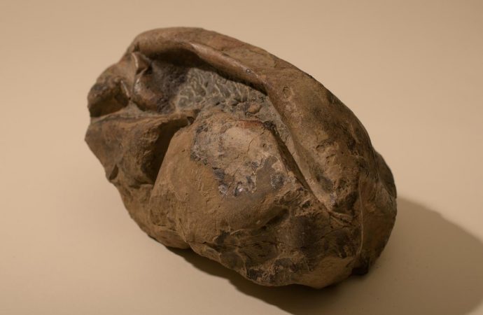 Antarctica’s ‘deflated football’ fossil is world’s second-biggest egg