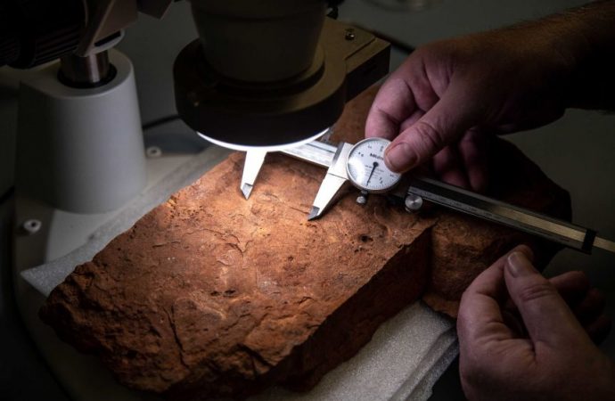 Citizen scientist strikes gold and makes major 460-million-year-old fossil find