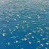 Drone captures incredible footage of ‘largest green turtle gathering ever seen’