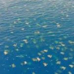 Drone captures incredible footage of ‘largest green turtle gathering ever seen’