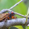 Millions of periodical cicadas to emerge in parts of US