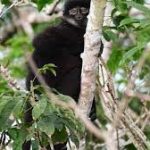 New monkey species found hiding in plain sight
