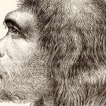Scientists have grown mini brains containing Neanderthal DNA