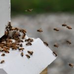 U.S. honeybees are doing better after bad year, survey shows