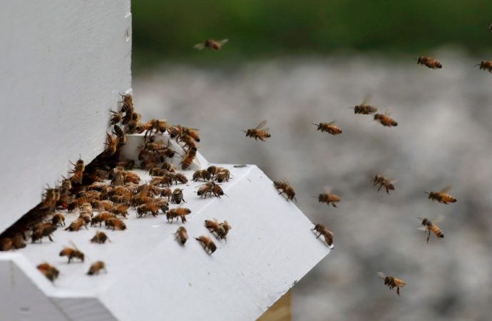 U.S. honeybees are doing better after bad year, survey shows
