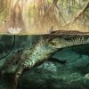 An ancient skull hints crocodiles swam from Africa to the Americas