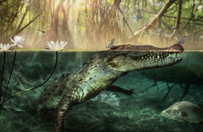 An ancient skull hints crocodiles swam from Africa to the Americas