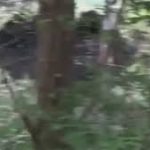 Bigfoot researcher: Woman chased by Bigfoot in Hyde Park