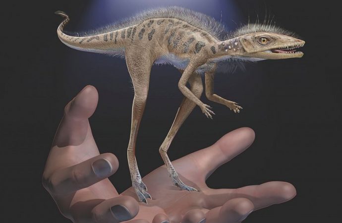 Fossils reveal dinosaur forerunner smaller than a cellphone