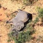 Hundreds of elephants die mysteriously in Botswana