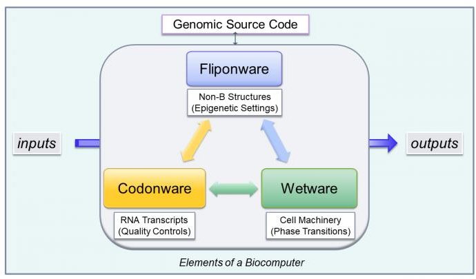 Junk DNA might be really, really useful for biocomputing