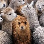 Llamas—Yes, Llamas—Could Help Us Fight Covid-19