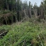 Man discovers ‘UFO crash site’ in the woods