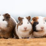 Origins of the beloved guinea pig