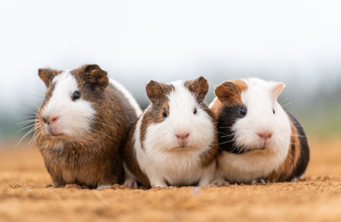 Origins of the beloved guinea pig