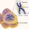 Researchers Produce First ‘Telomere-To-Telomere’ Sequence of Human Chromosome