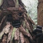 Search for Bigfoot in Sooke leads to discovery of multiple Sasquatch statues