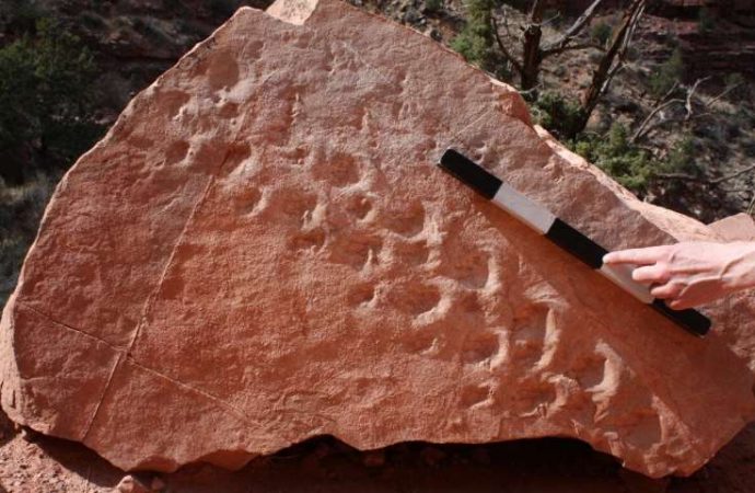 Cliff collapse reveals 313-million-year-old fossil footprints in Grand Canyon National Park