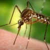 Florida mosquitoes: 750 million genetically modified insects to be released