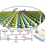 Highly sensitive dopamine detector uses 2-D materials