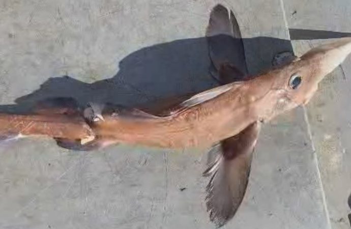 Peculiar catch baffles fisherman in Newfoundland and Labrador