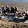 Remains of 10,000-year-old woolly mammoth pulled from Siberian lake