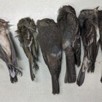 ‘Unprecedented’: Birds mysteriously dropping dead across southwestern U.S.