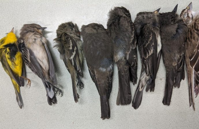 ‘Unprecedented’: Birds mysteriously dropping dead across southwestern U.S.
