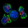DNA-based nanotechnology stimulates potent antitumor immune responses