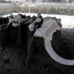 Mexican airport site emerges as major graveyard of Ice Age mammoths