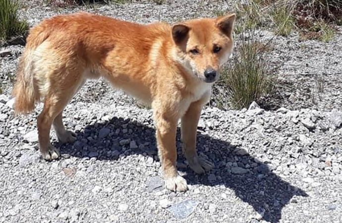 Rare Singing Dog Species, Thought To Be Extinct for 50 Years, Lives On in the Wild